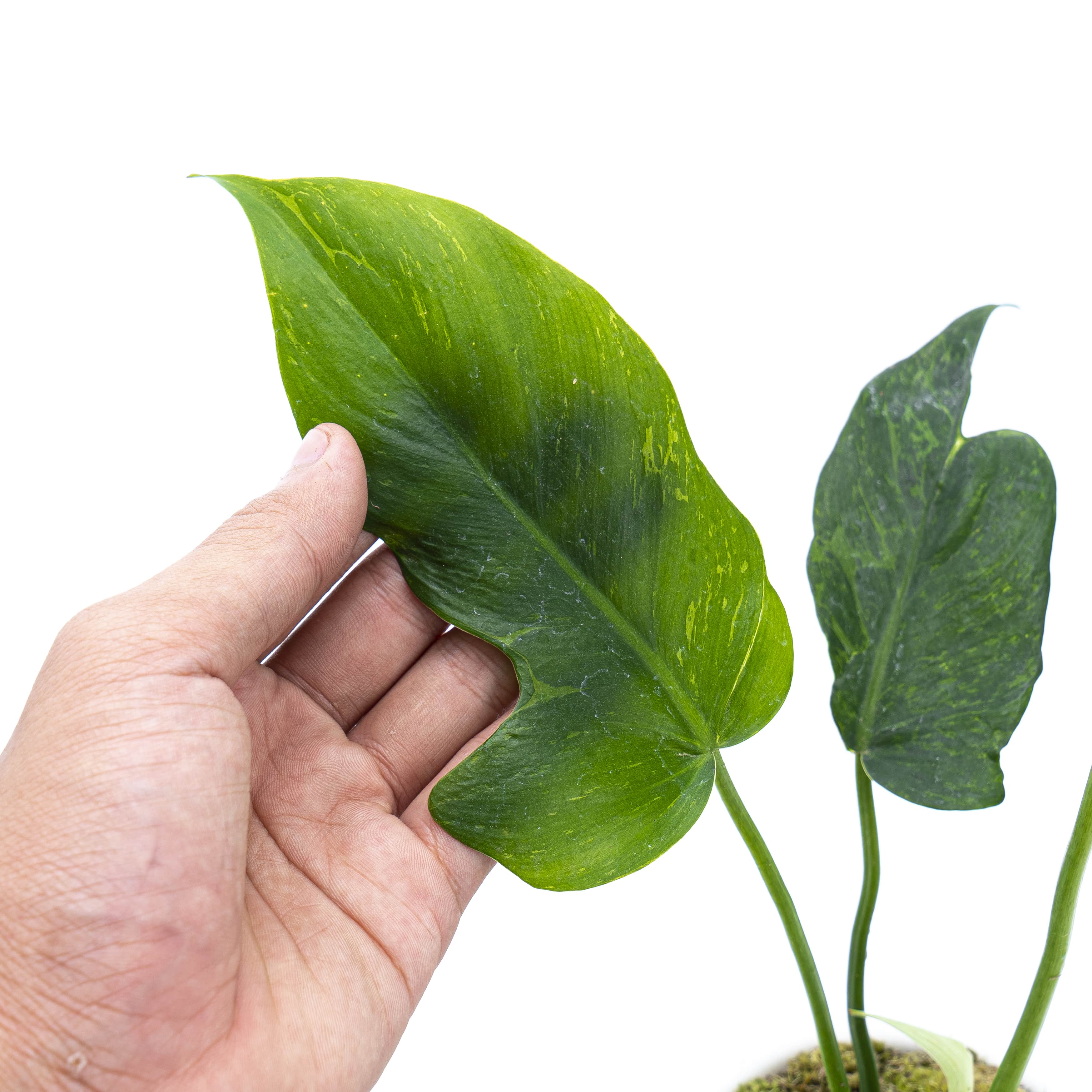 Philodendron Lime Fiddle