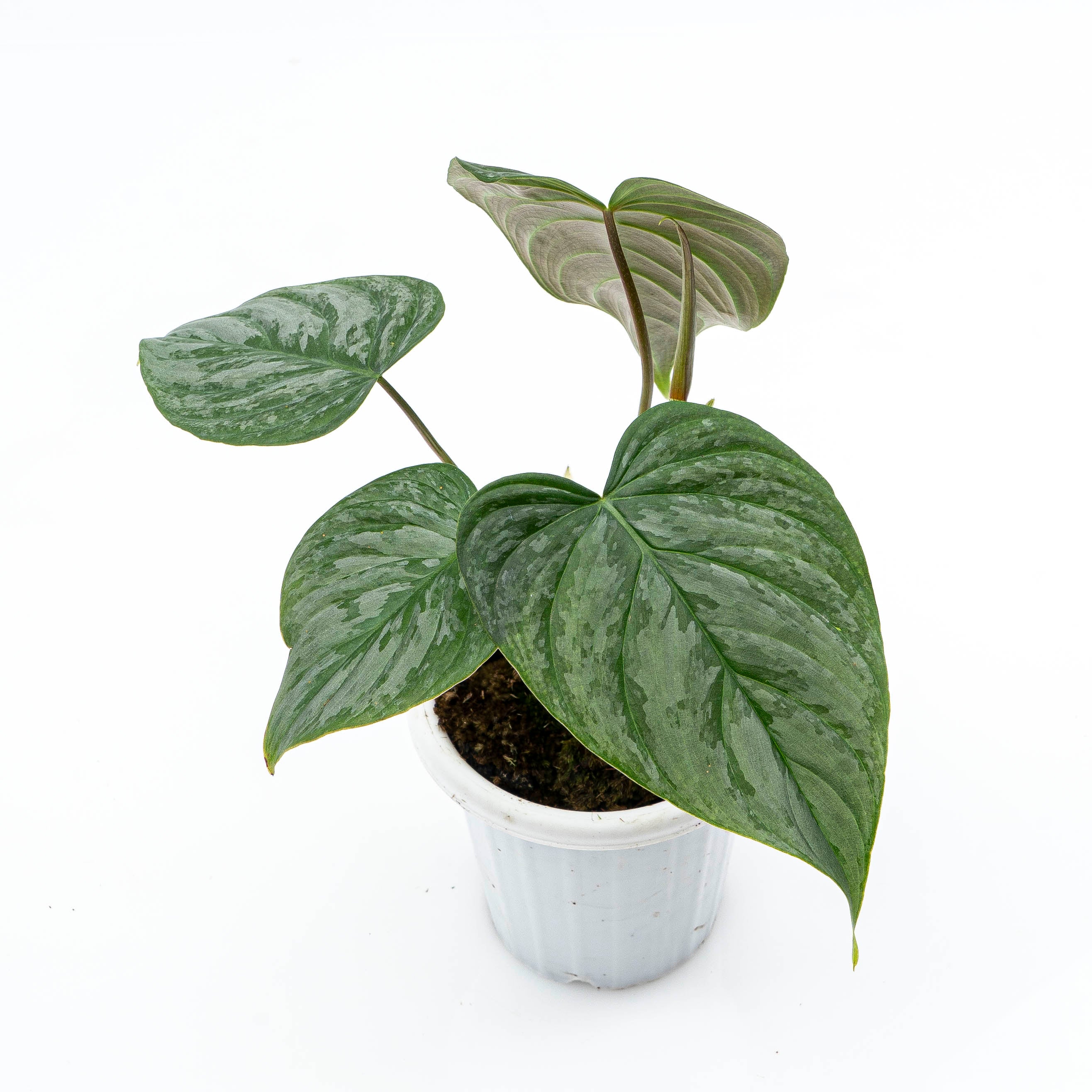 Philodendron Majestic ( Sodiroi x Verrucosum )