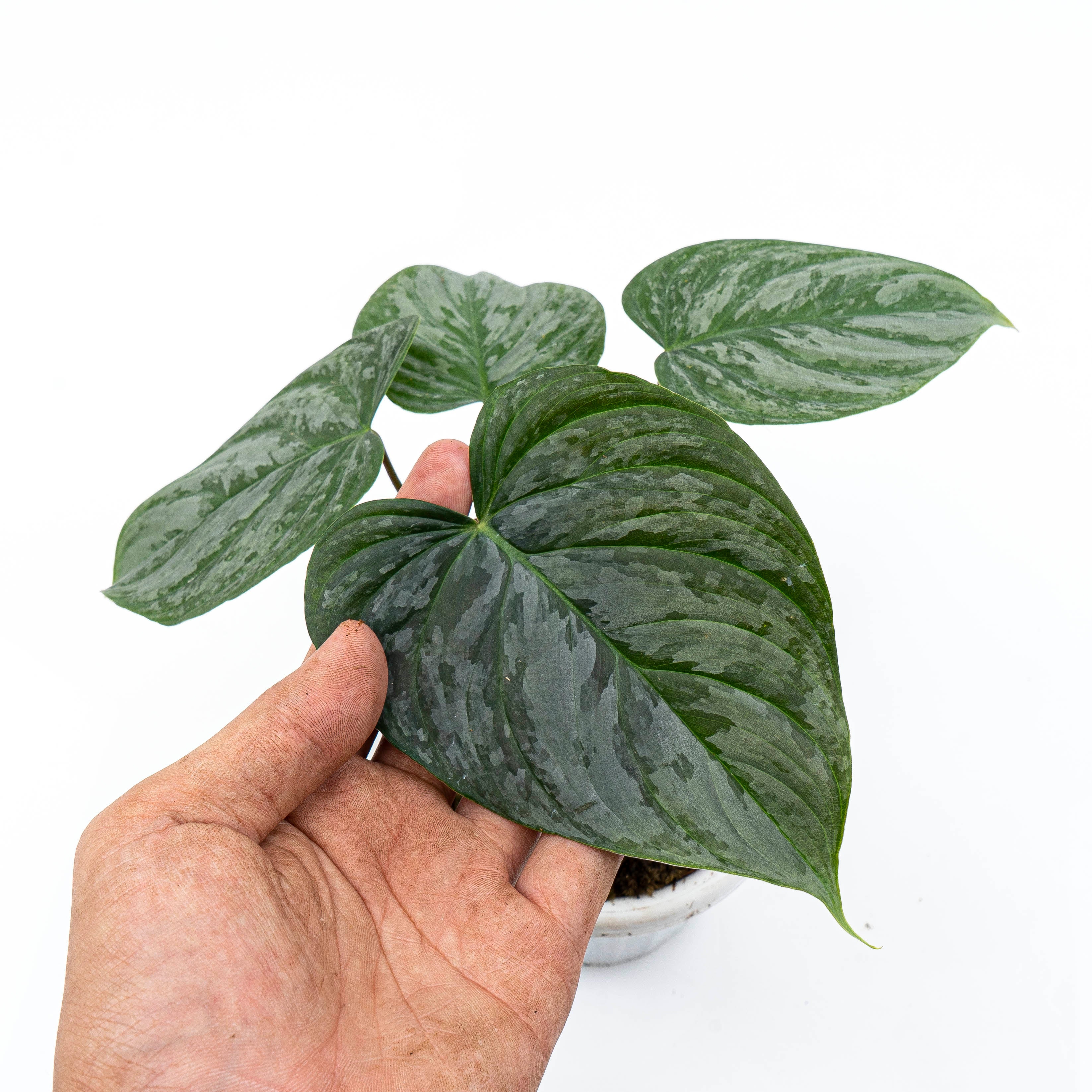 Philodendron Majestic ( Sodiroi x Verrucosum )