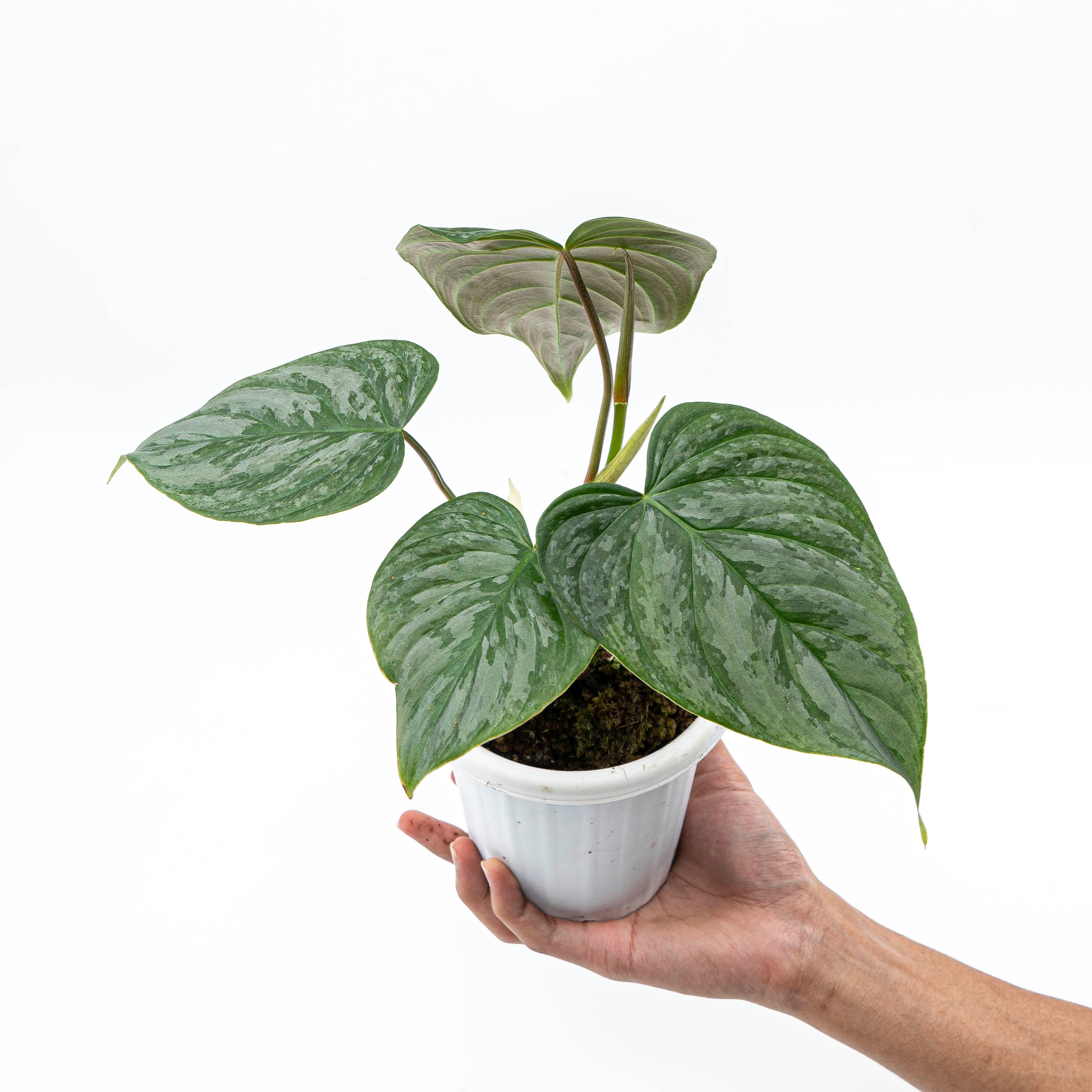 Philodendron Majestic ( Sodiroi x Verrucosum )