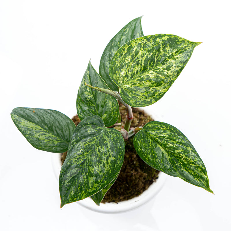 Philodendron Sodiroi Variegated