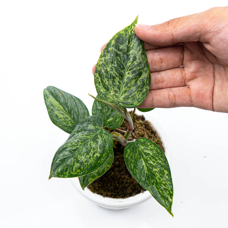 Philodendron Sodiroi Variegated
