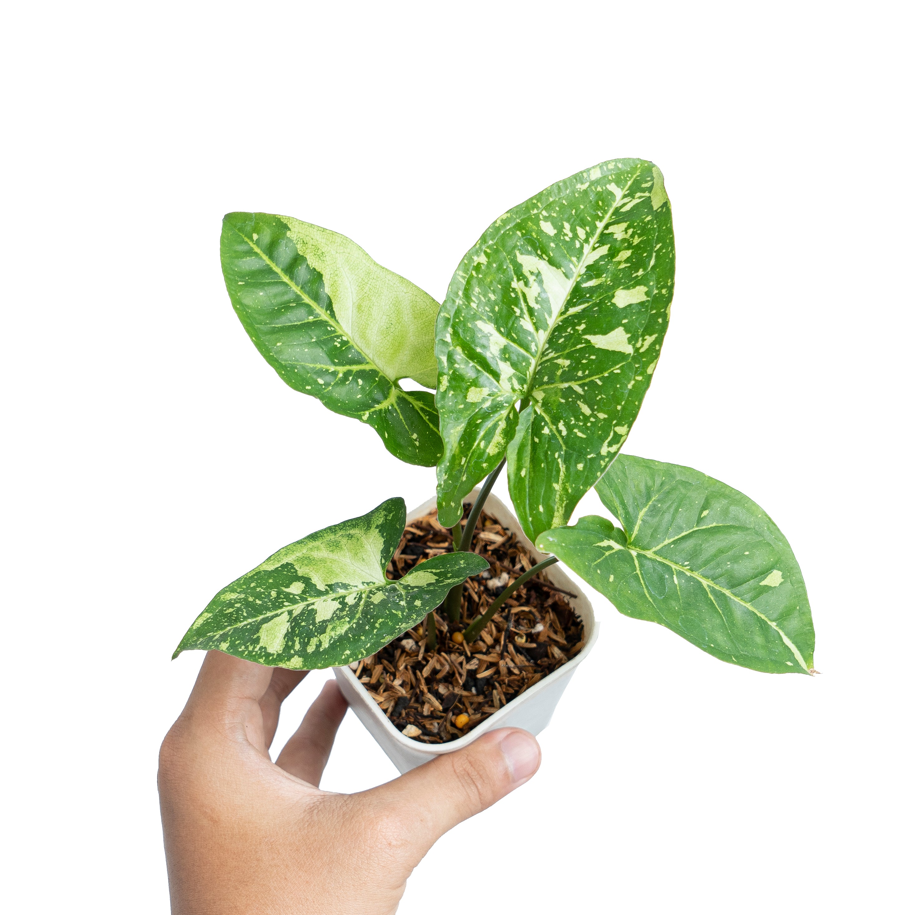 Aroid Market Syngonium Panda Galaxy - Thumbnail 2