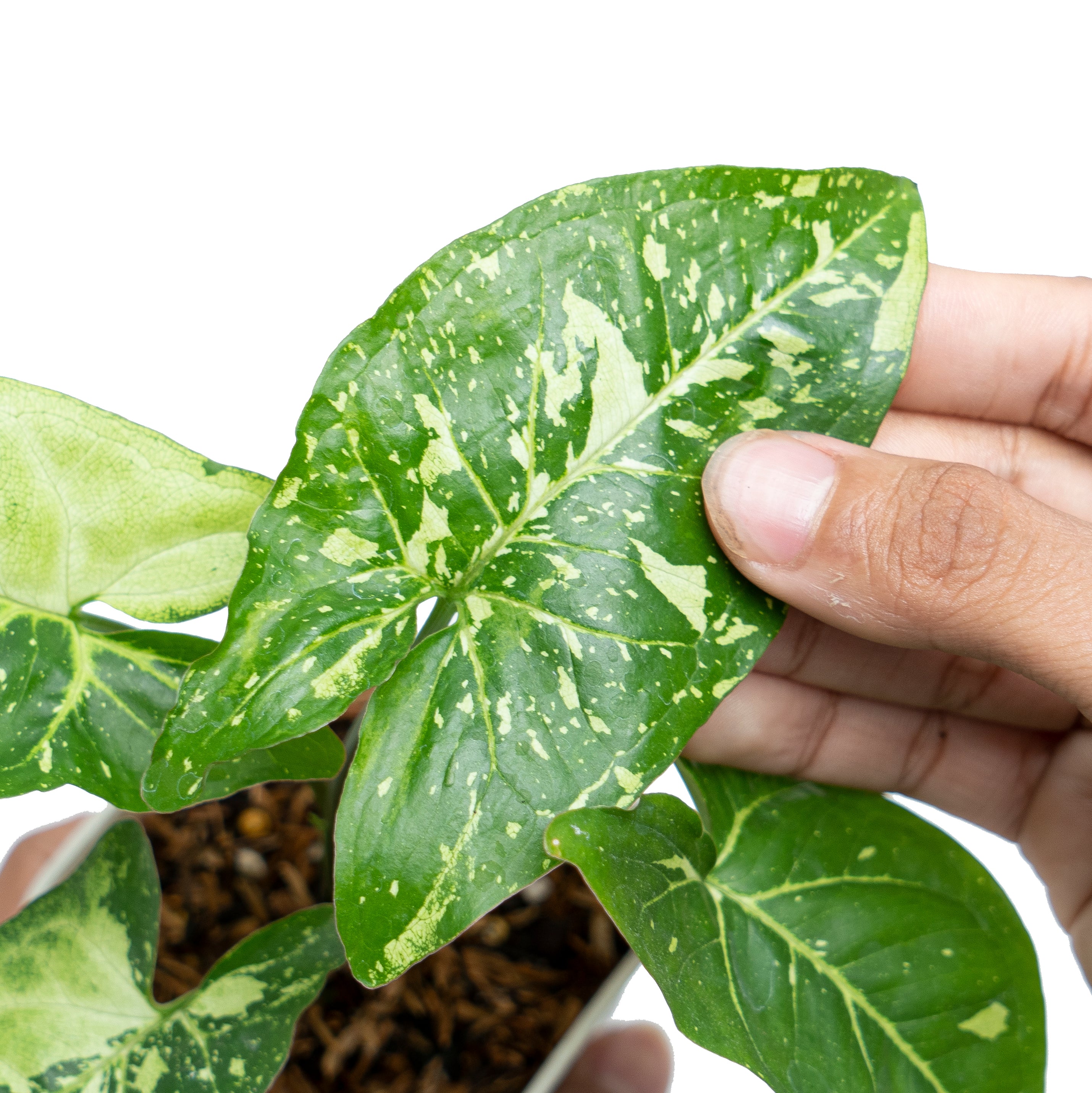 Aroid Market Syngonium Panda Galaxy - Thumbnail 3