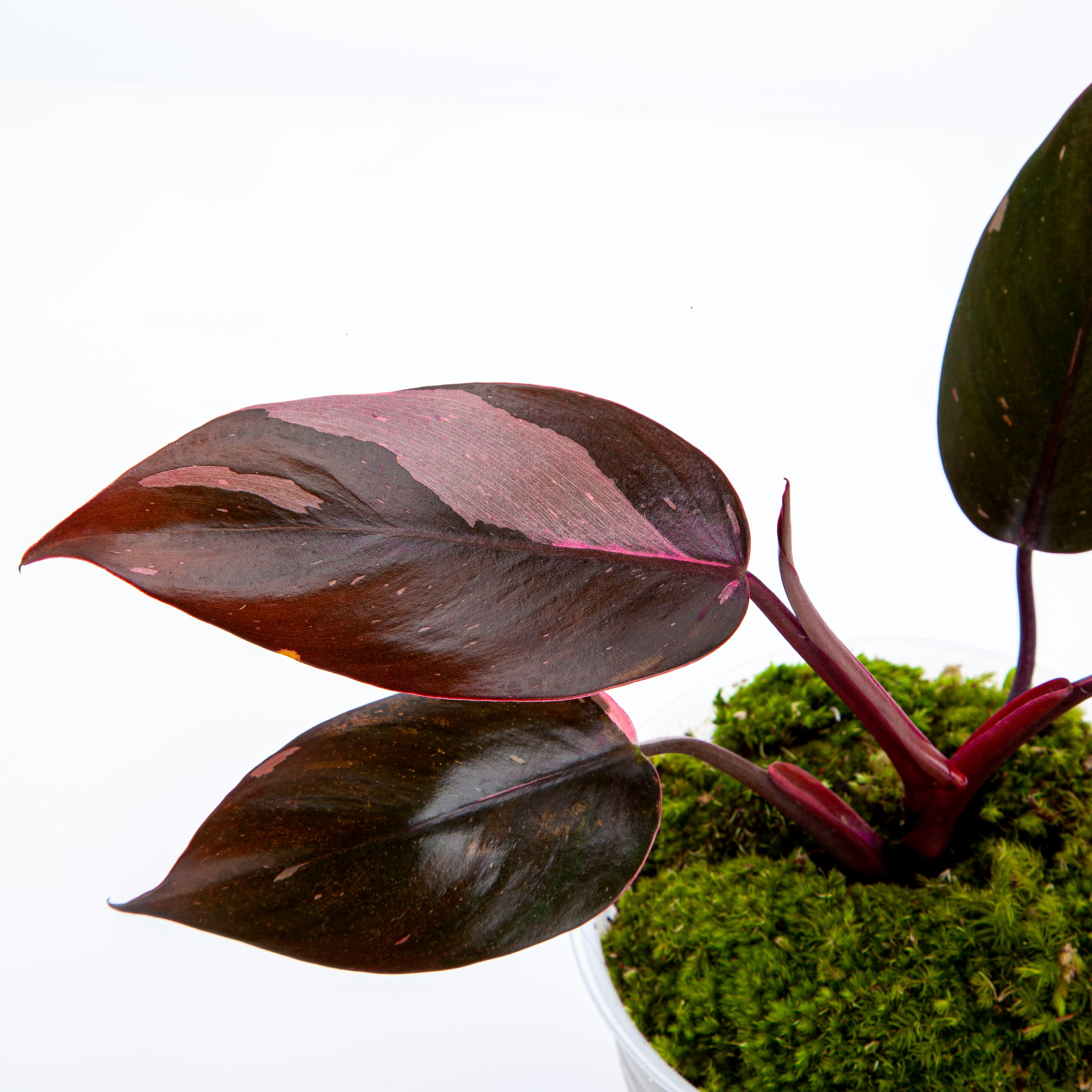 Philodendron Pink Princess