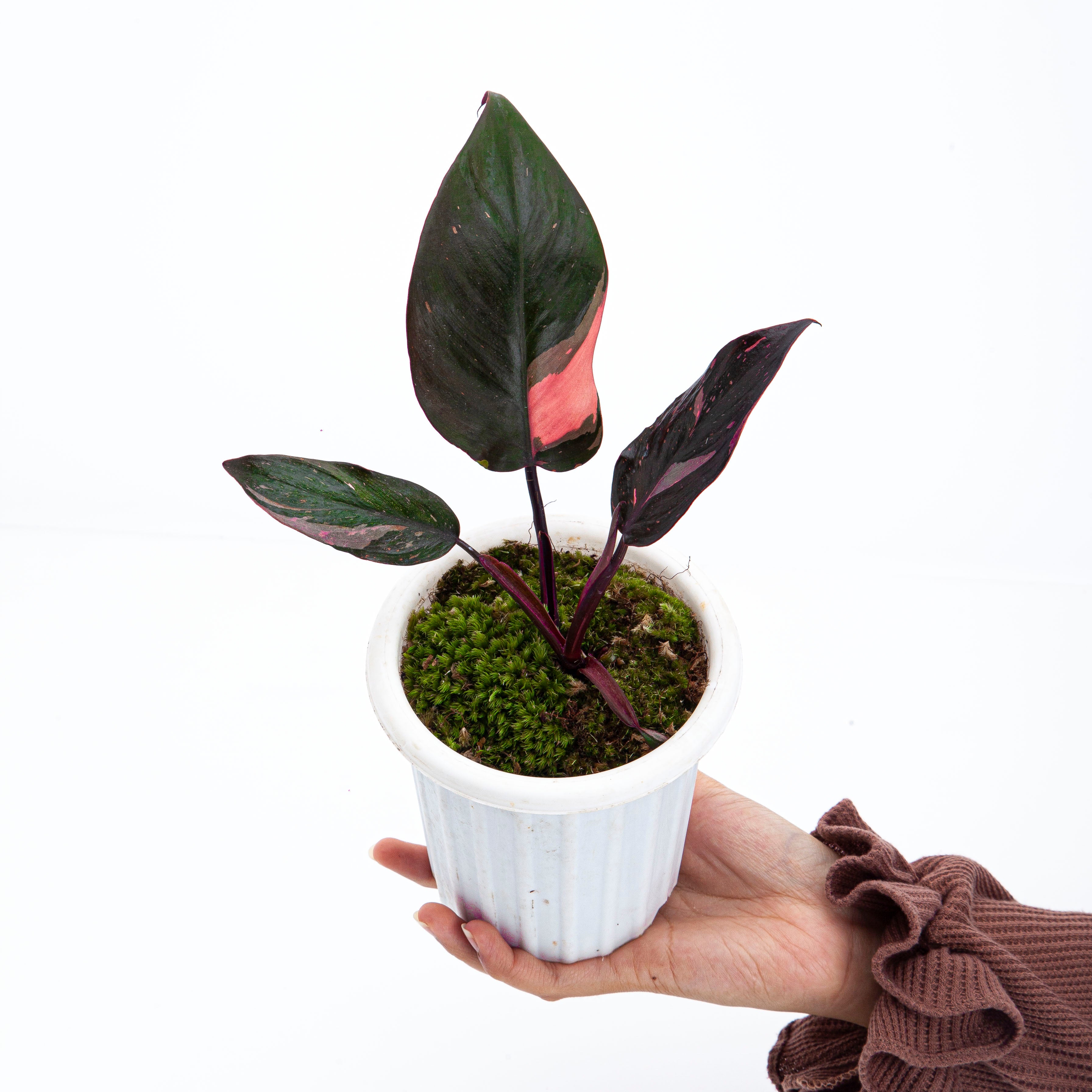 Philodendron Pink Princes