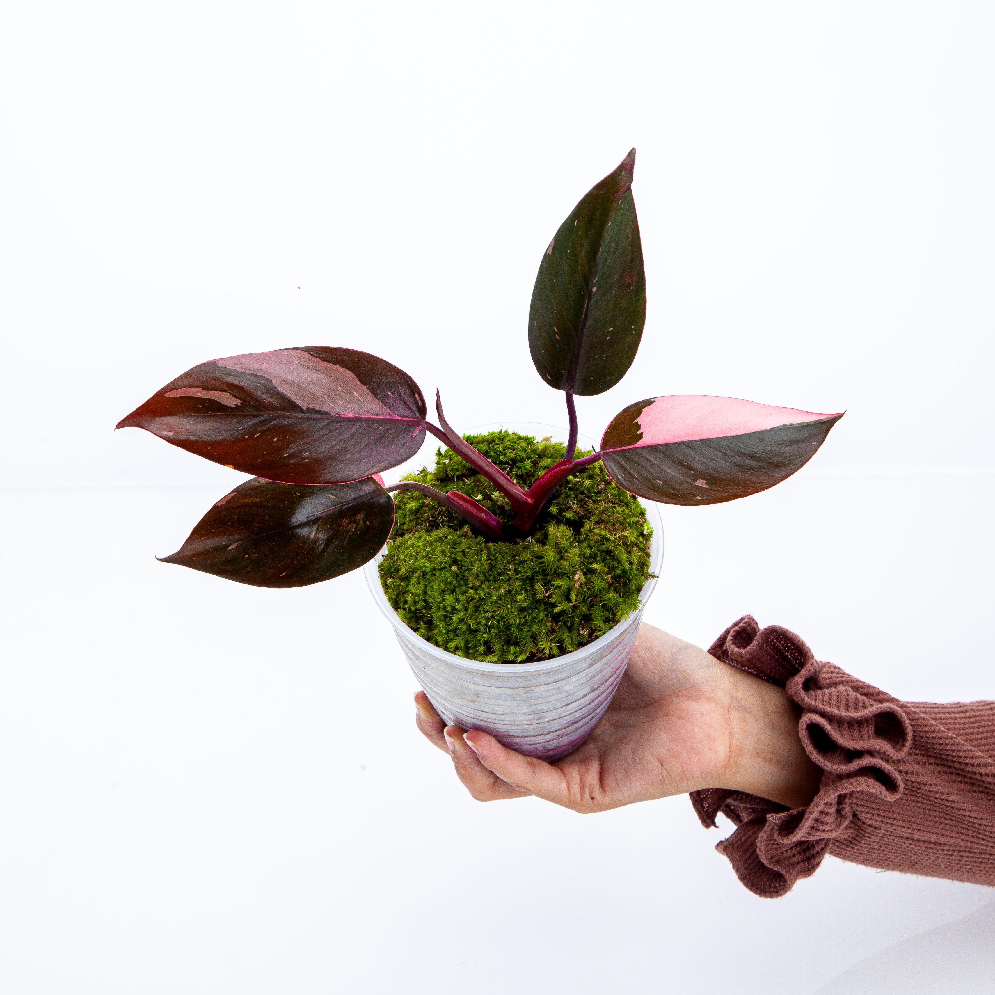 Philodendron Pink Princess