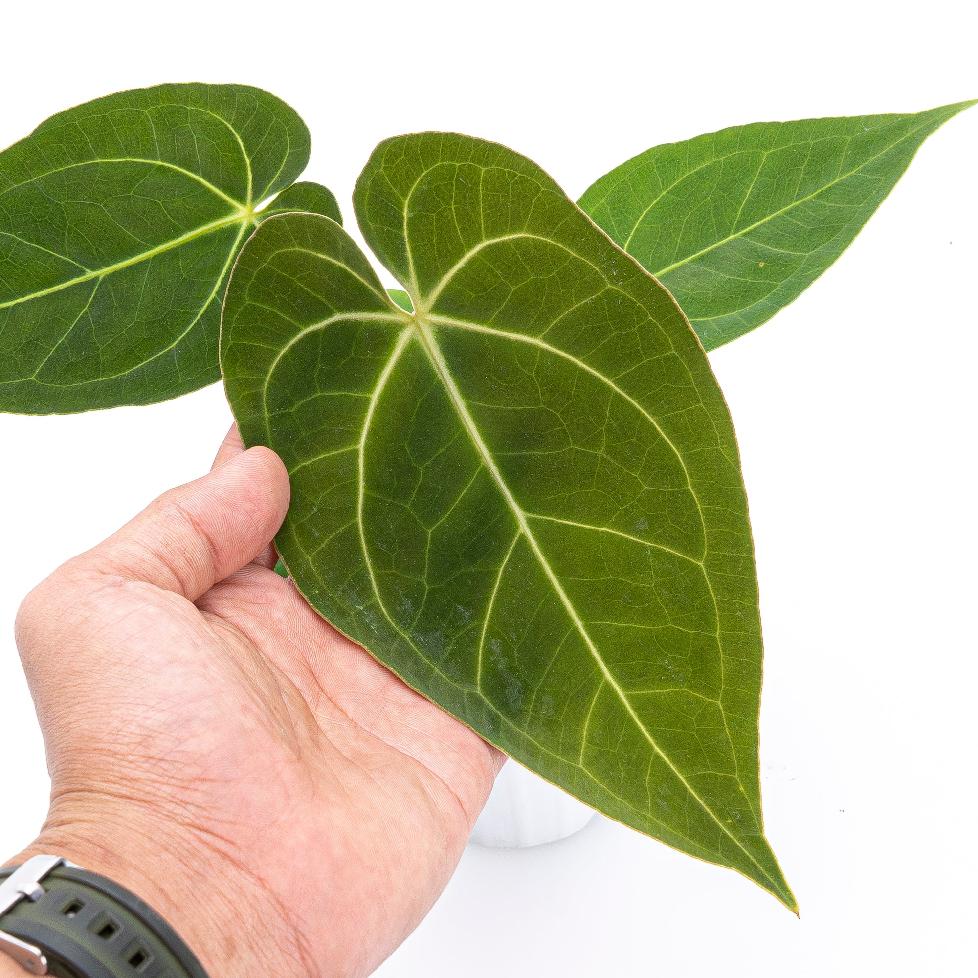 Anthurium papillilaminum X Magnificum Verde