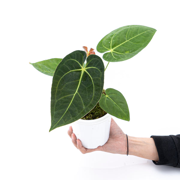 その他観葉植物 Anthurium magnificum x papillilaminum Anthurium papillilaminum X Magnificum Verde – Aroid Market