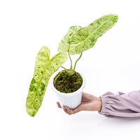 Philodendron Paraiso Verde