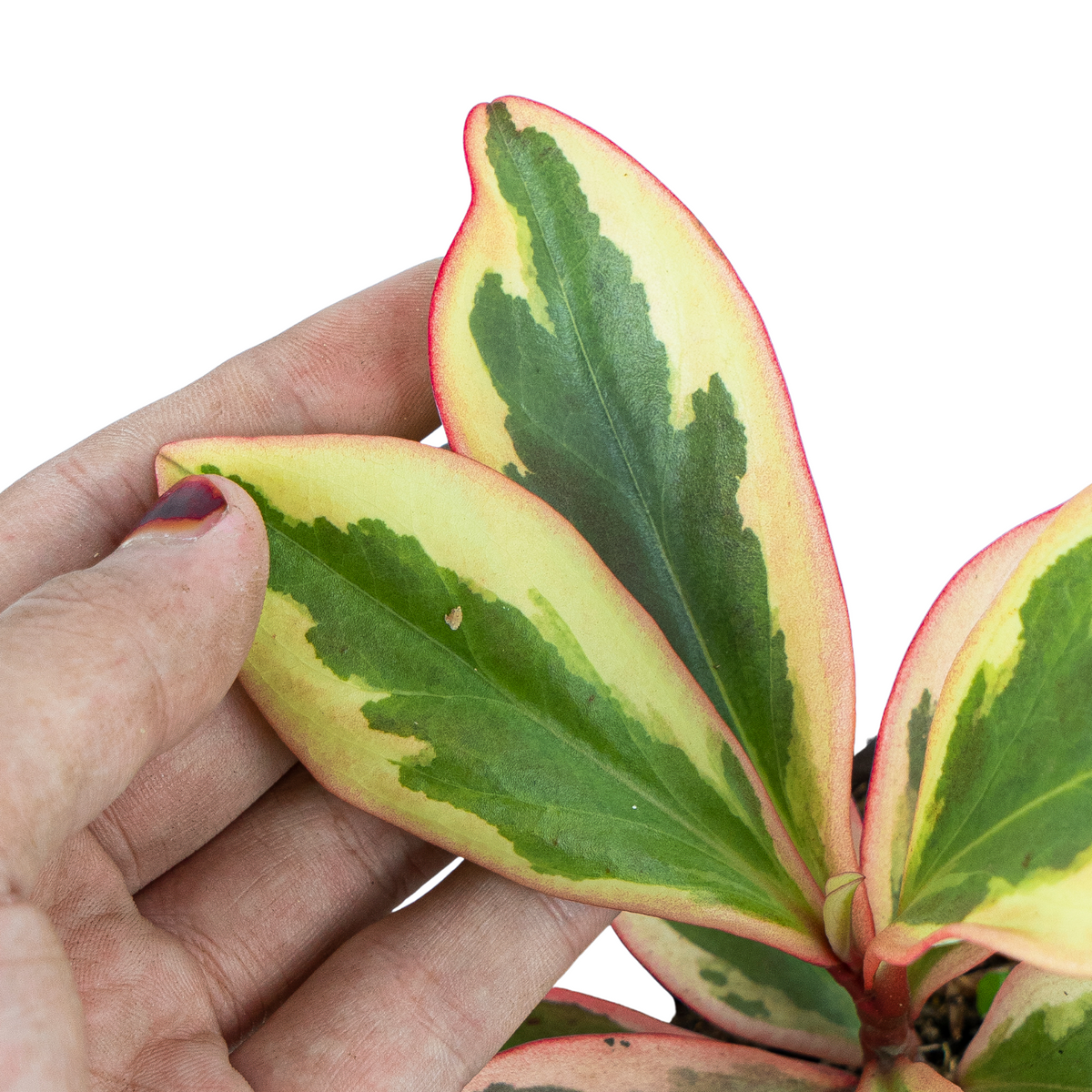 Peperomia Clusiifolia Variegated