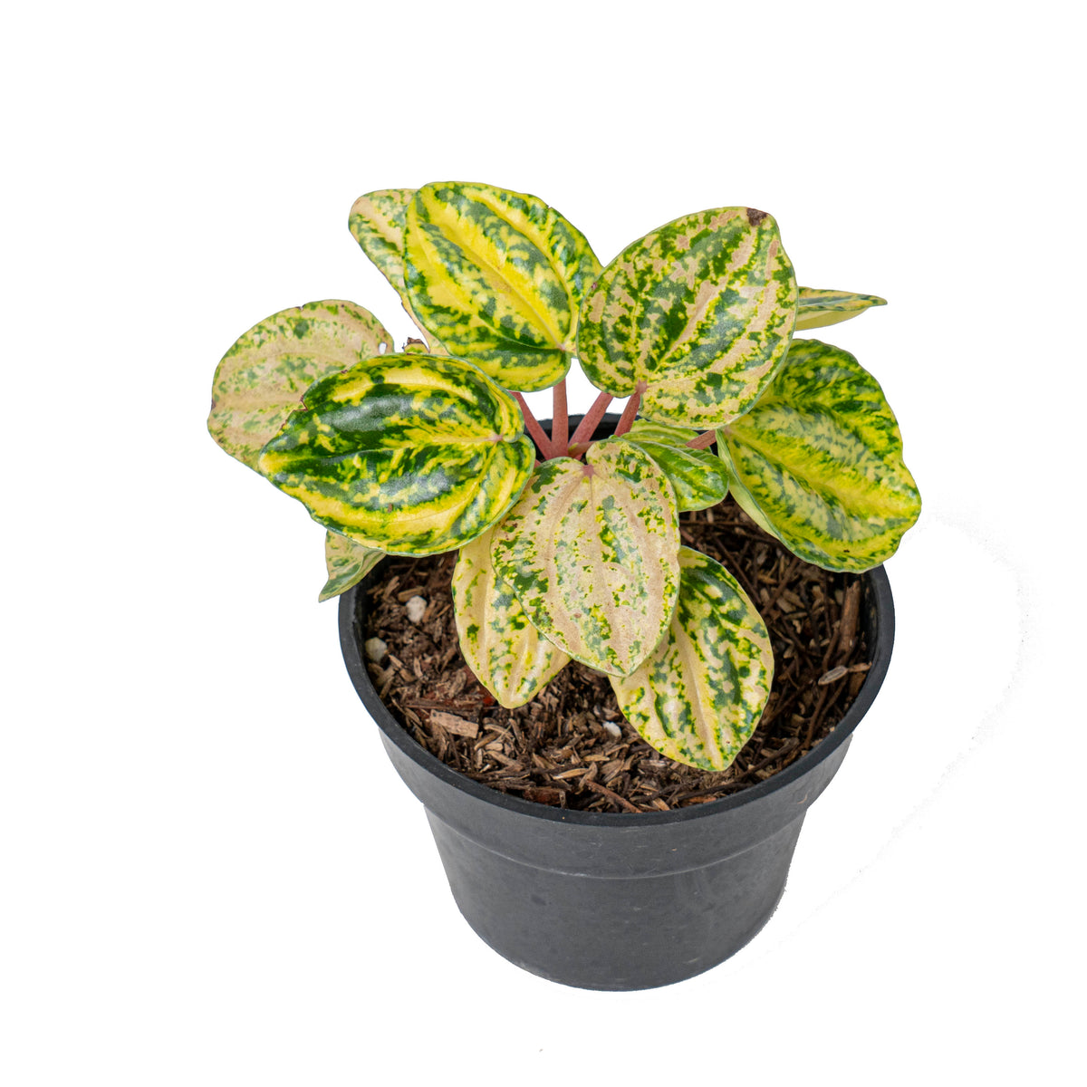 Peperomia starfruit aurea variagated