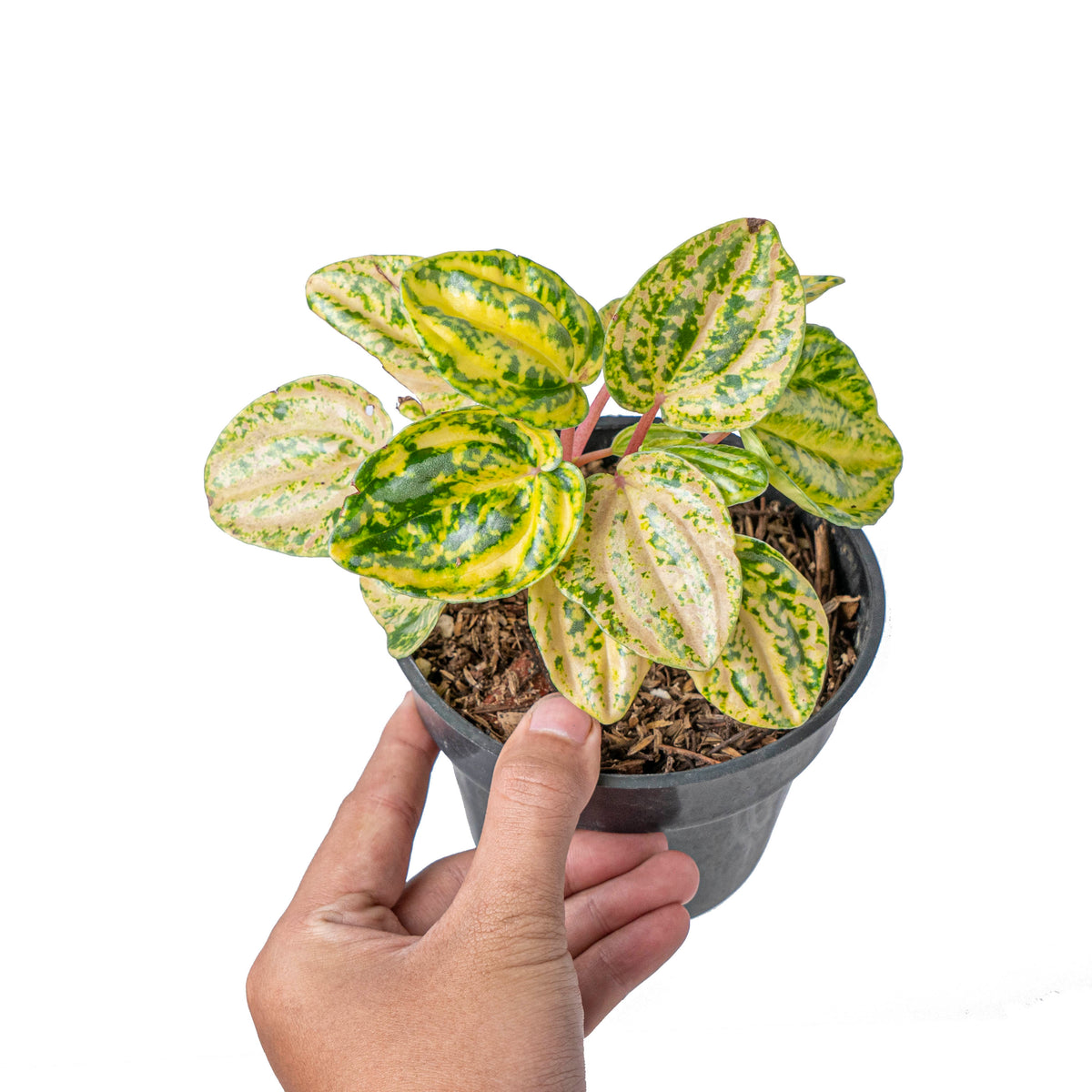 Peperomia starfruit aurea variagated