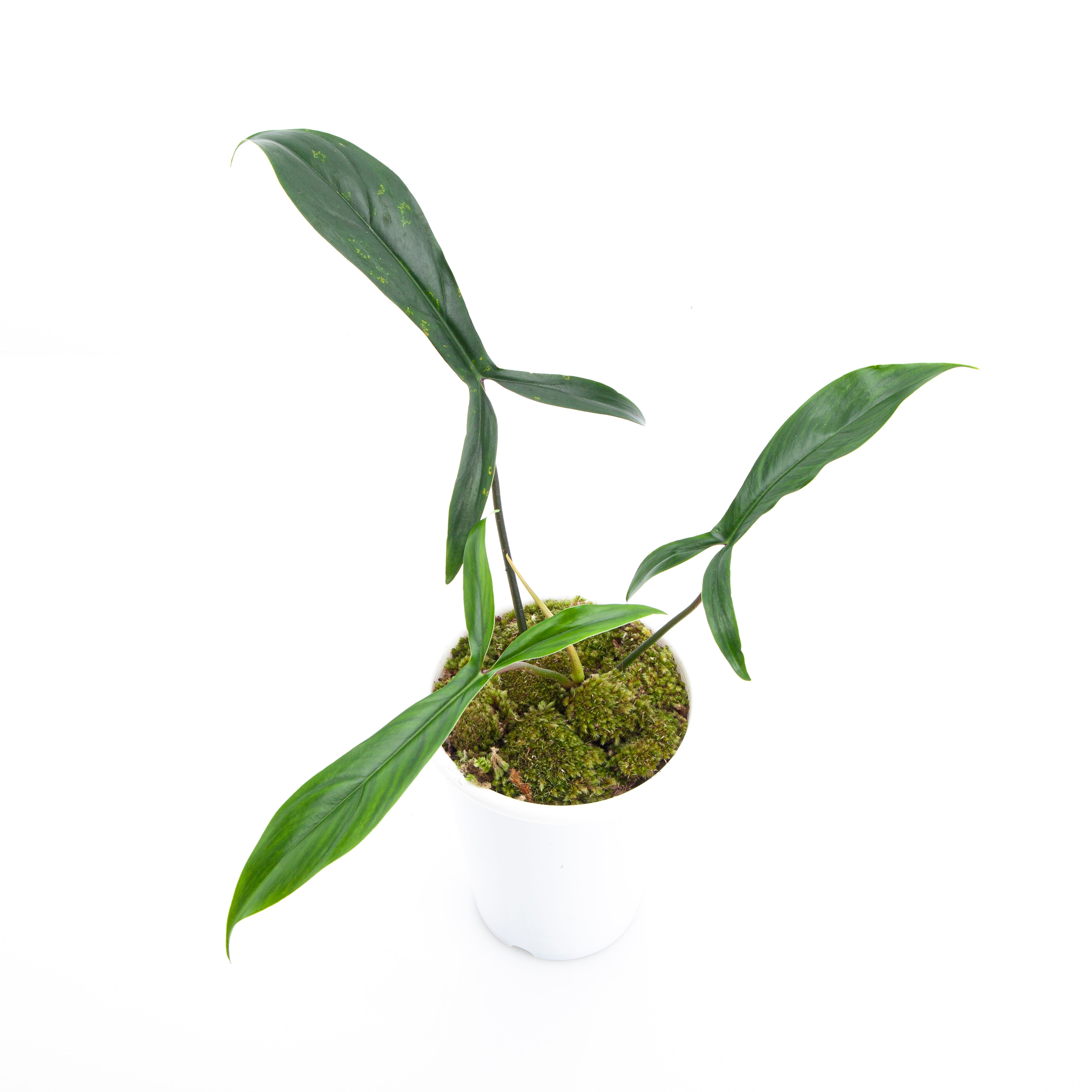 Philodendron Code 69686 – Aroid Market