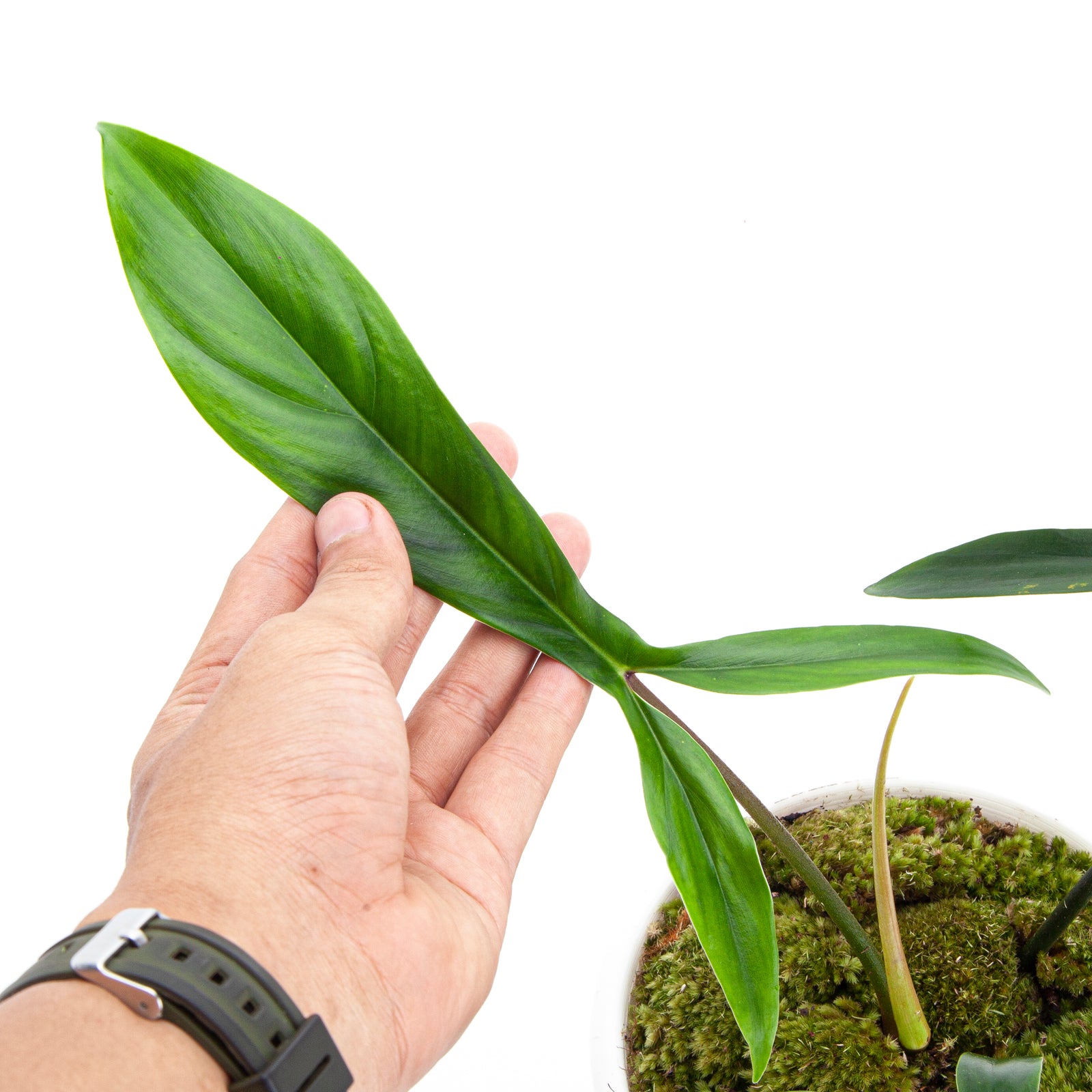 Philodendron Code 69686 – Aroid Market