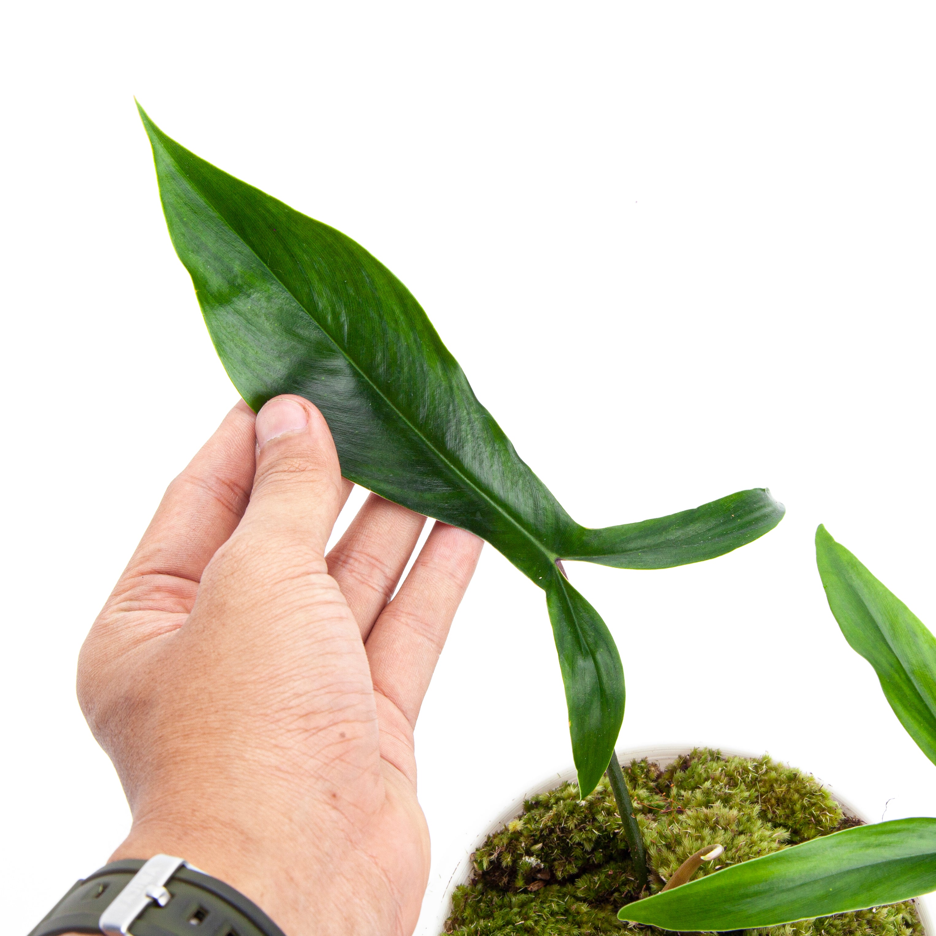Philodendron Code 69686 – Aroid Market