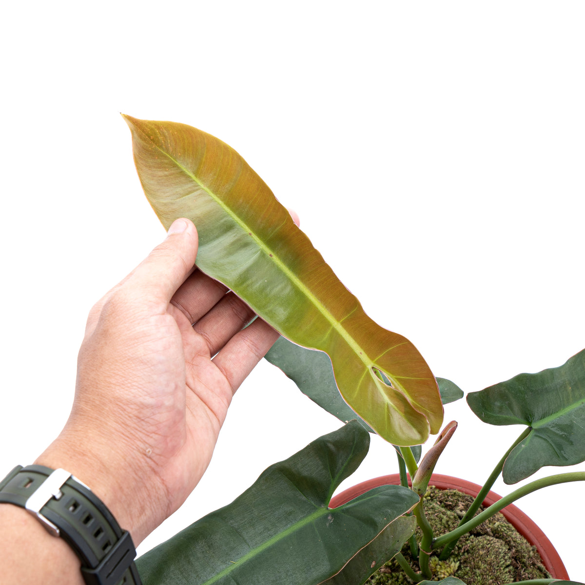 Philodendron Atabapoense 