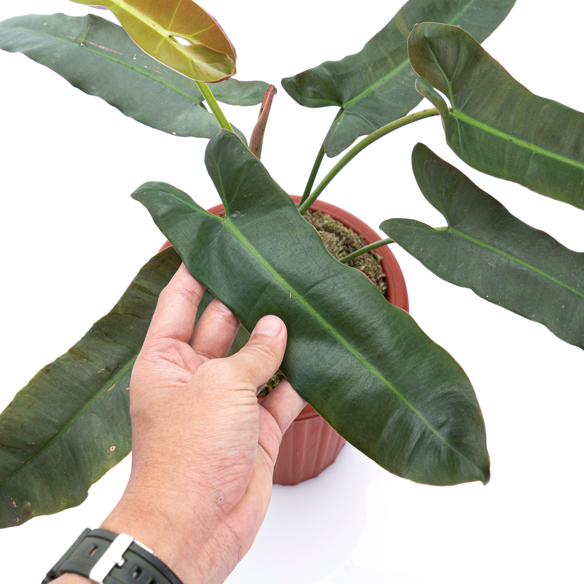 Philodendron Atabapoense 