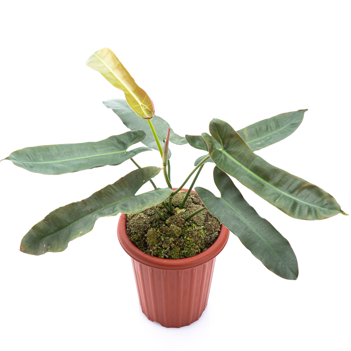 Philodendron Atabapoense 