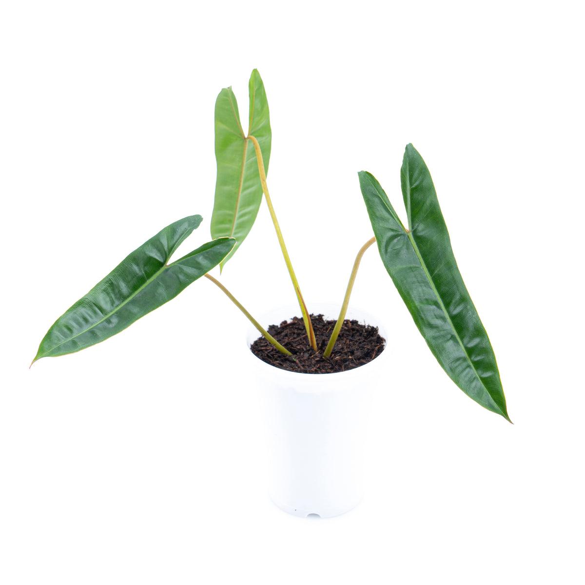 Philodendron Billietiae