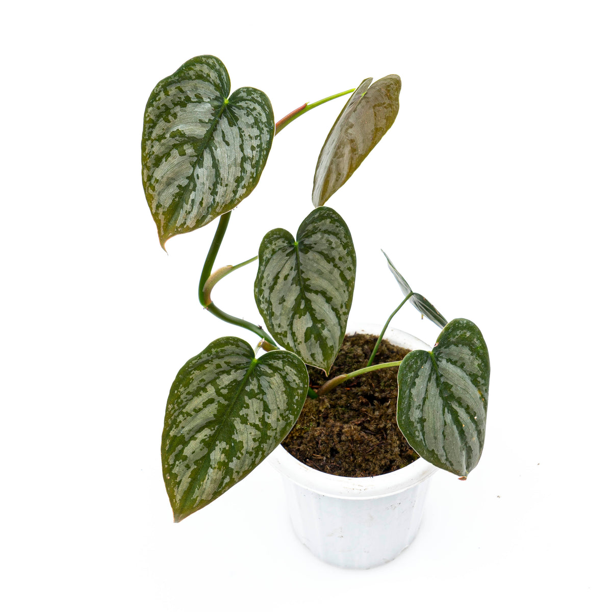 Philodendron Brandtianum