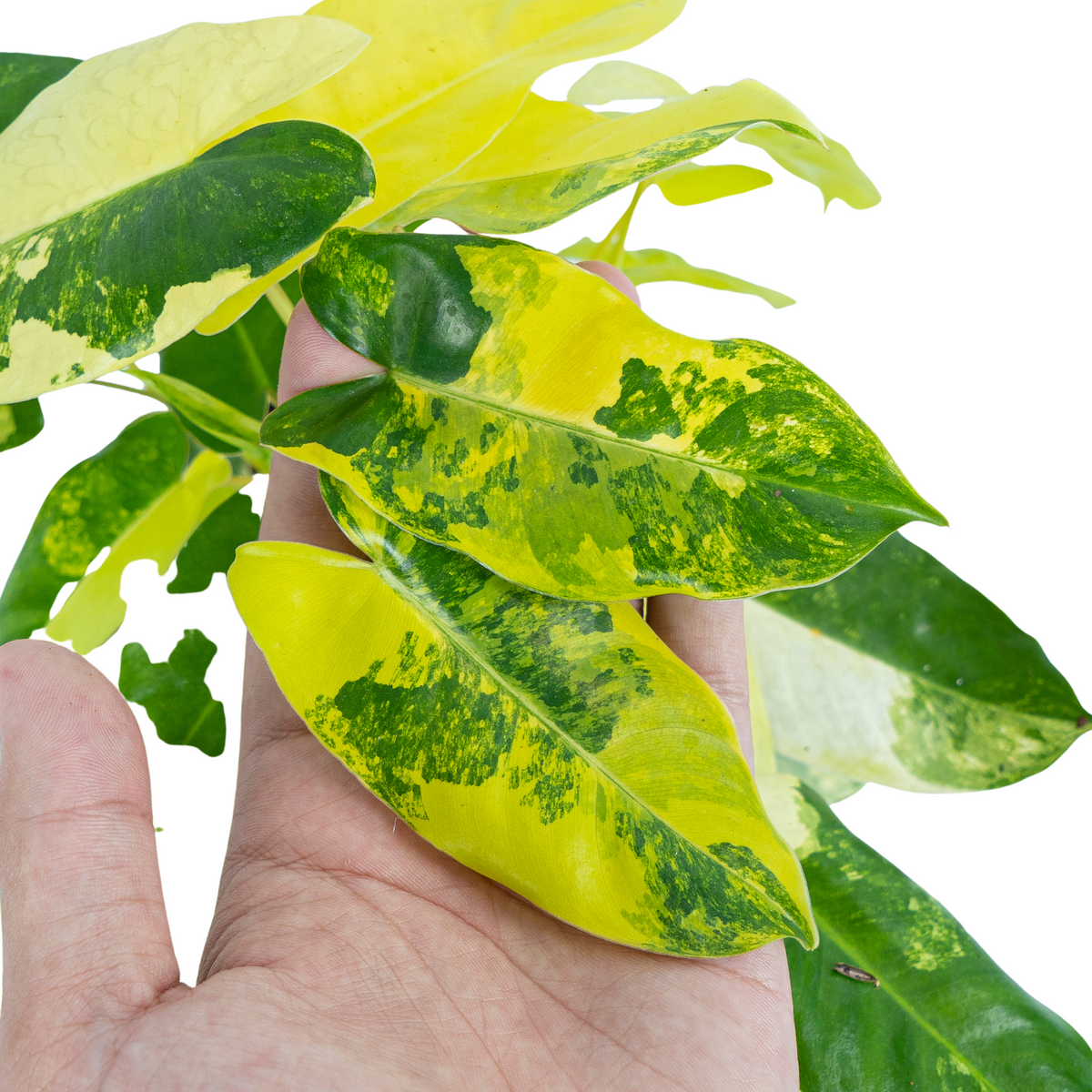 Philodendron Burle Marx Variegated - Mature size