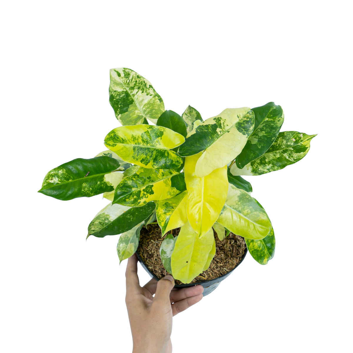 Philodendron Burle Marx Variegated - Mature size