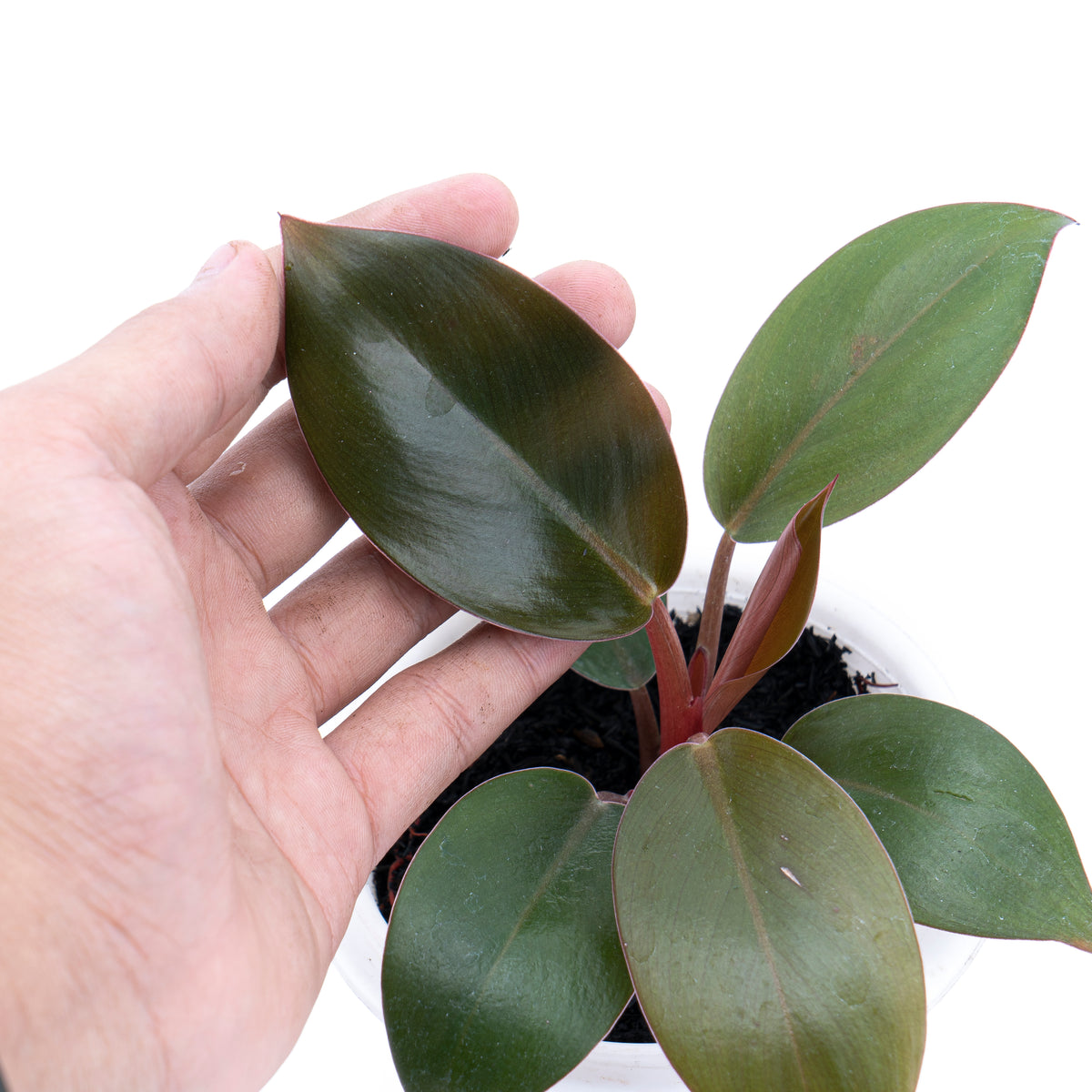 Philodendron Compact Congo
