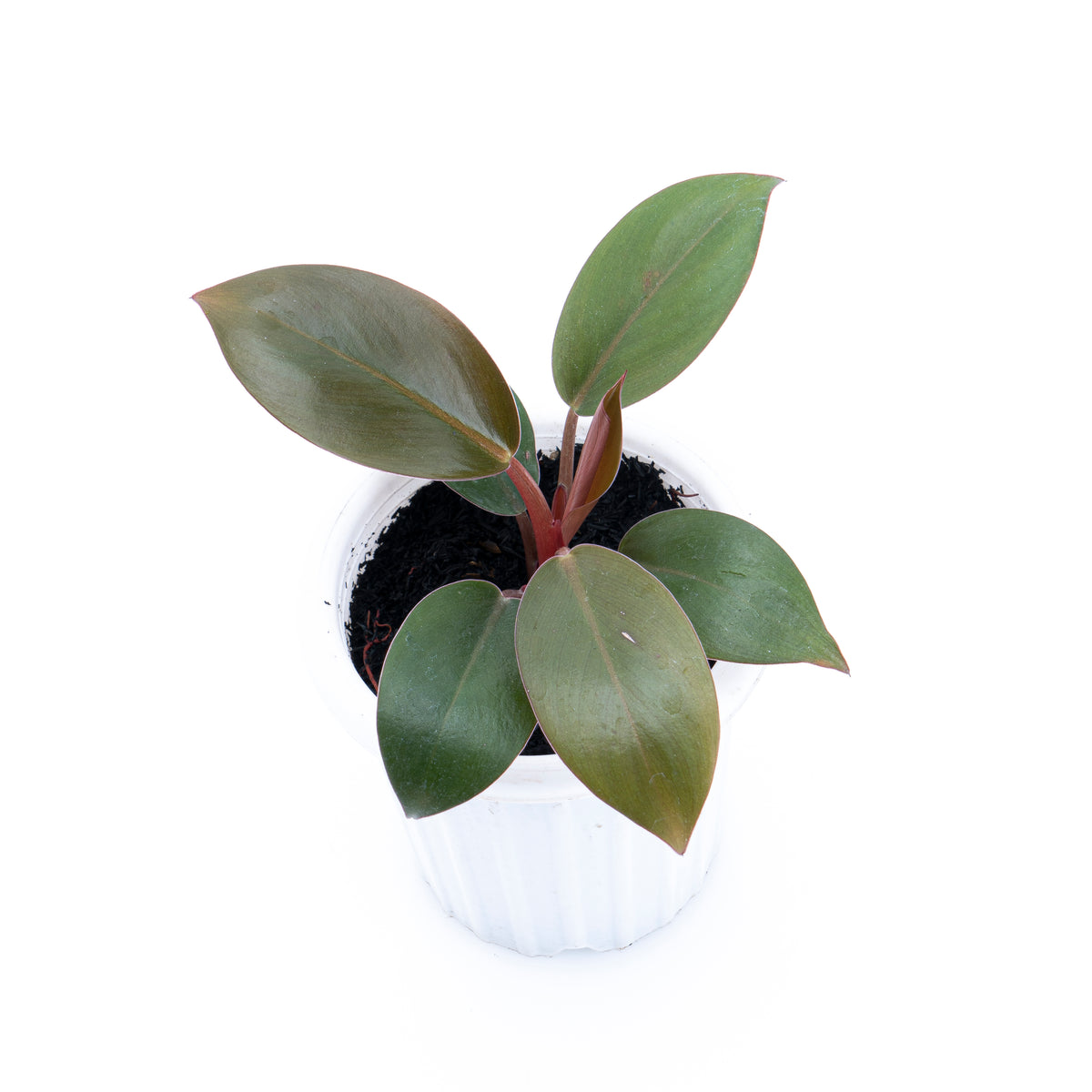 Philodendron Compact Congo