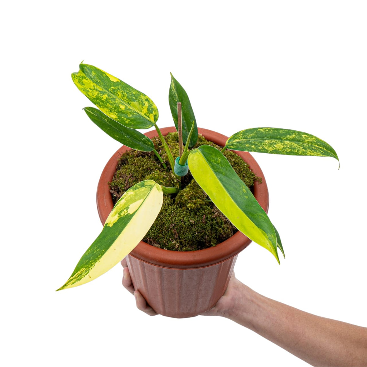 Philodendron Domesticum Variegated