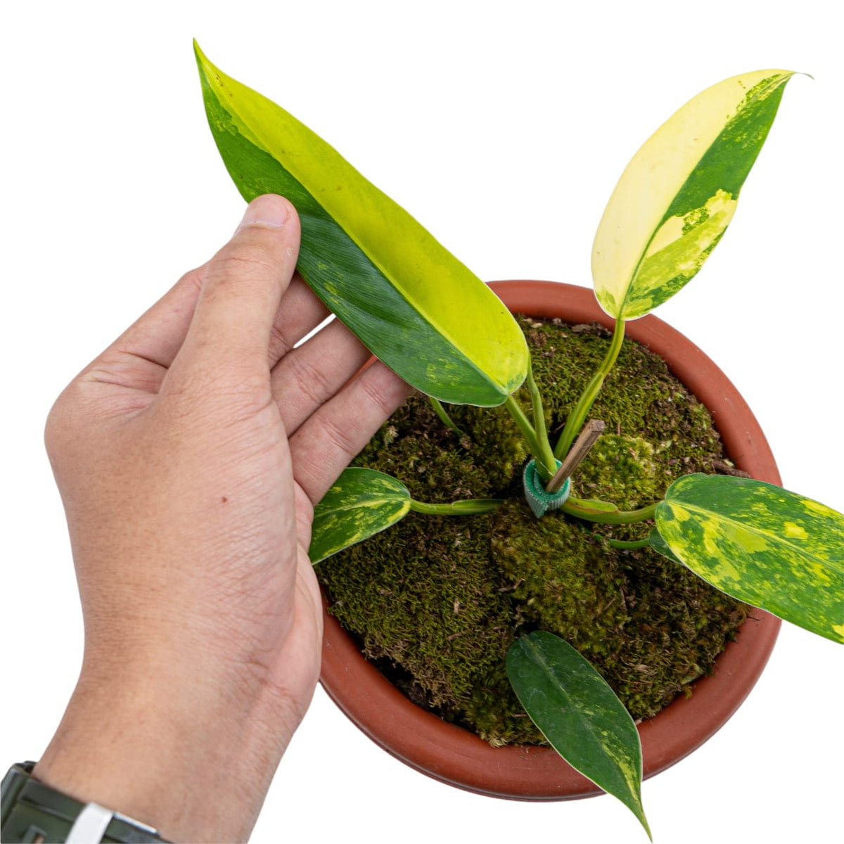Philodendron Domesticum Variegated