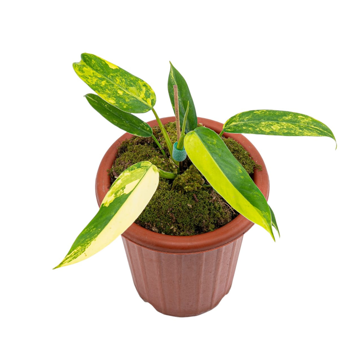 Philodendron Domesticum Variegated