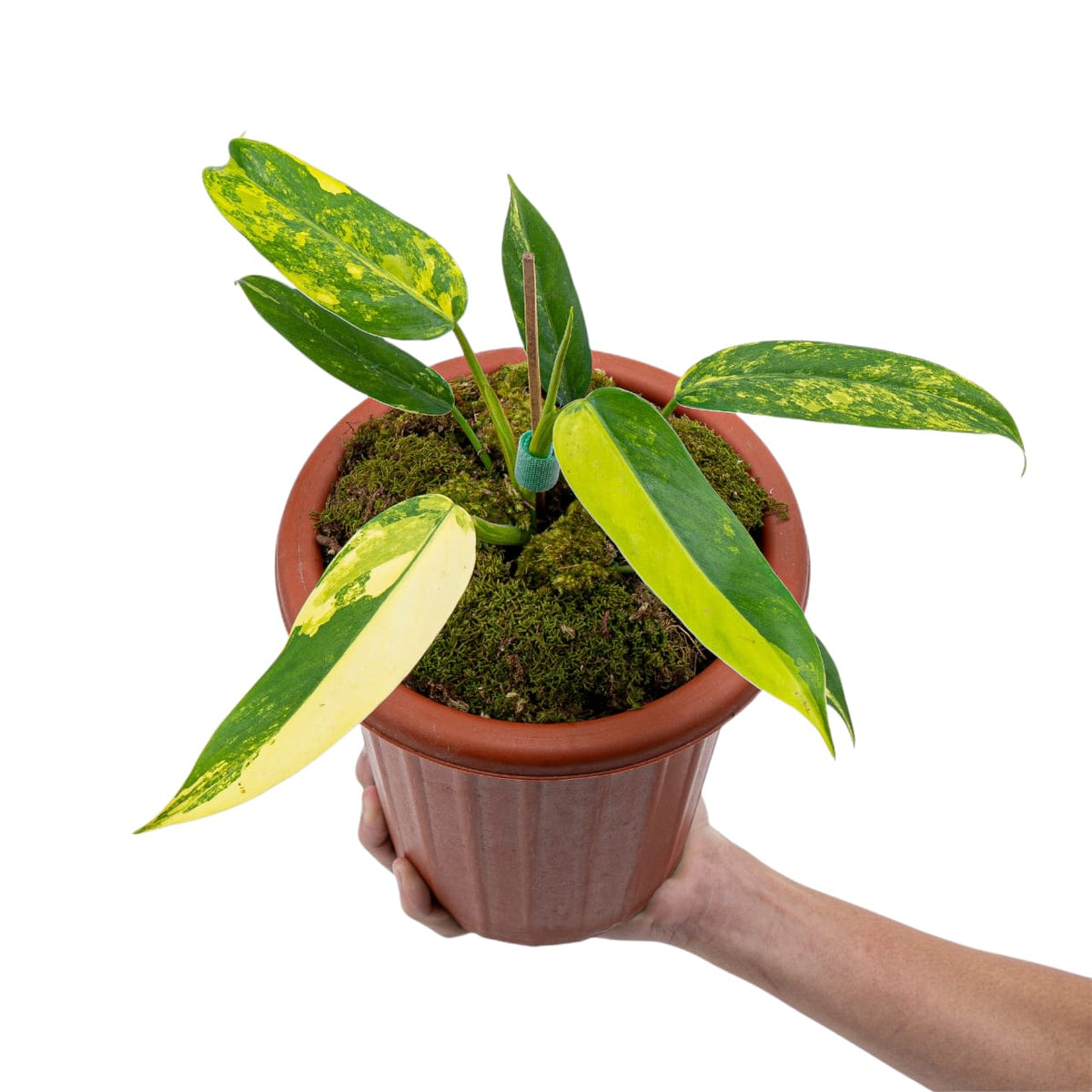 Philodendron Domesticum Variegated