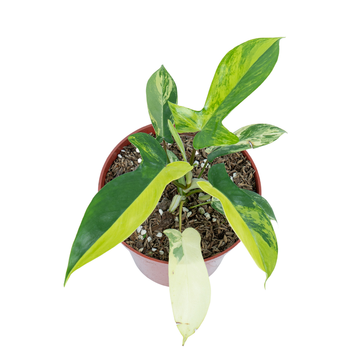 Philodendron Florida Beauty