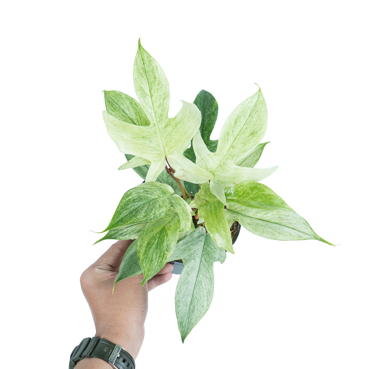 Philodendron Florida Ghost