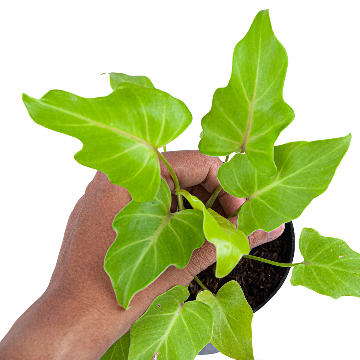 Philodendron Golden Xanadu