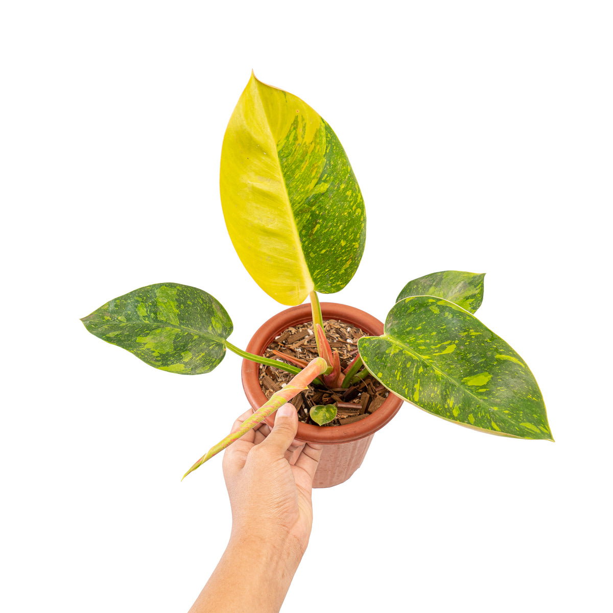 Philodendron Green congo marble variegated