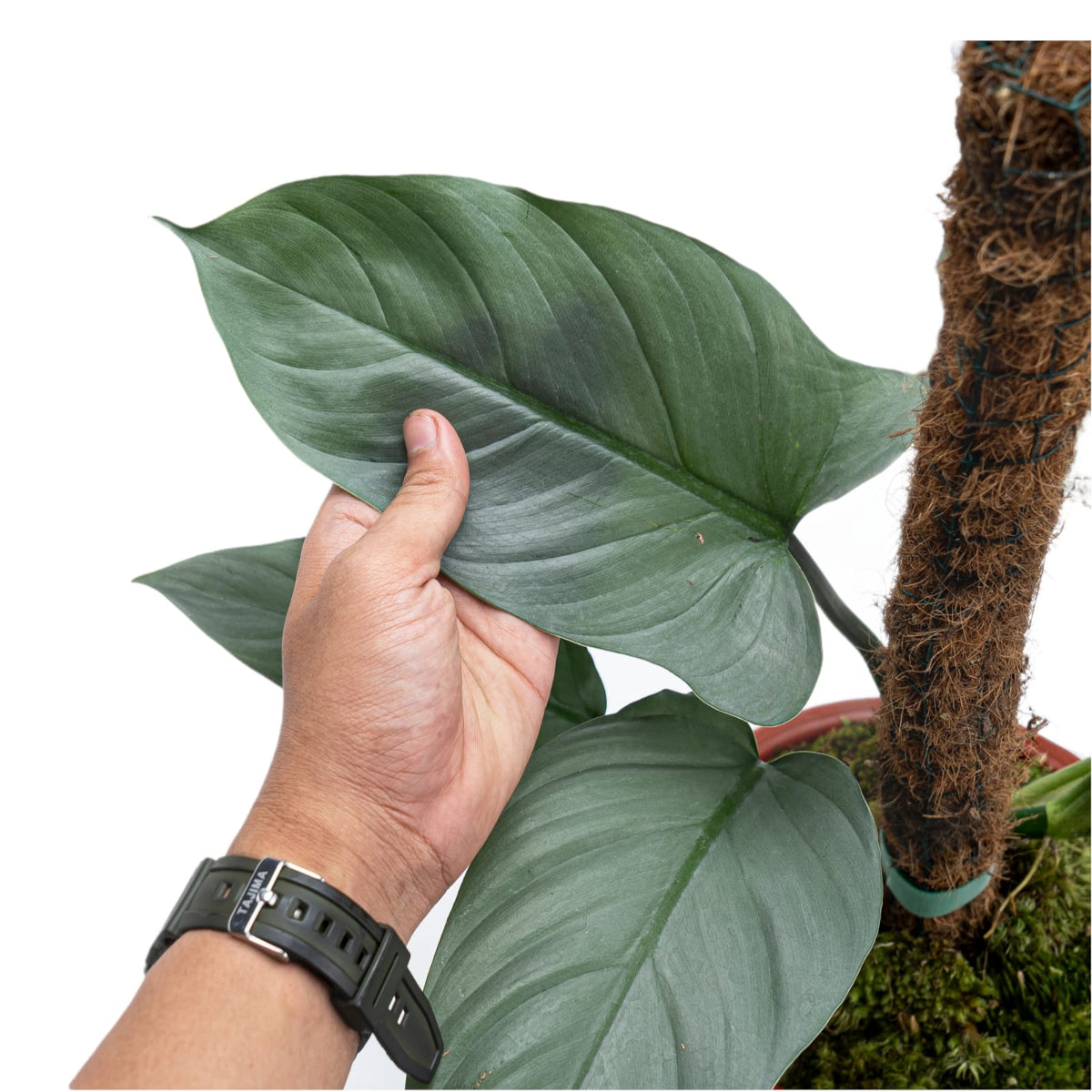 Philodendron Hastatum Silver Sword