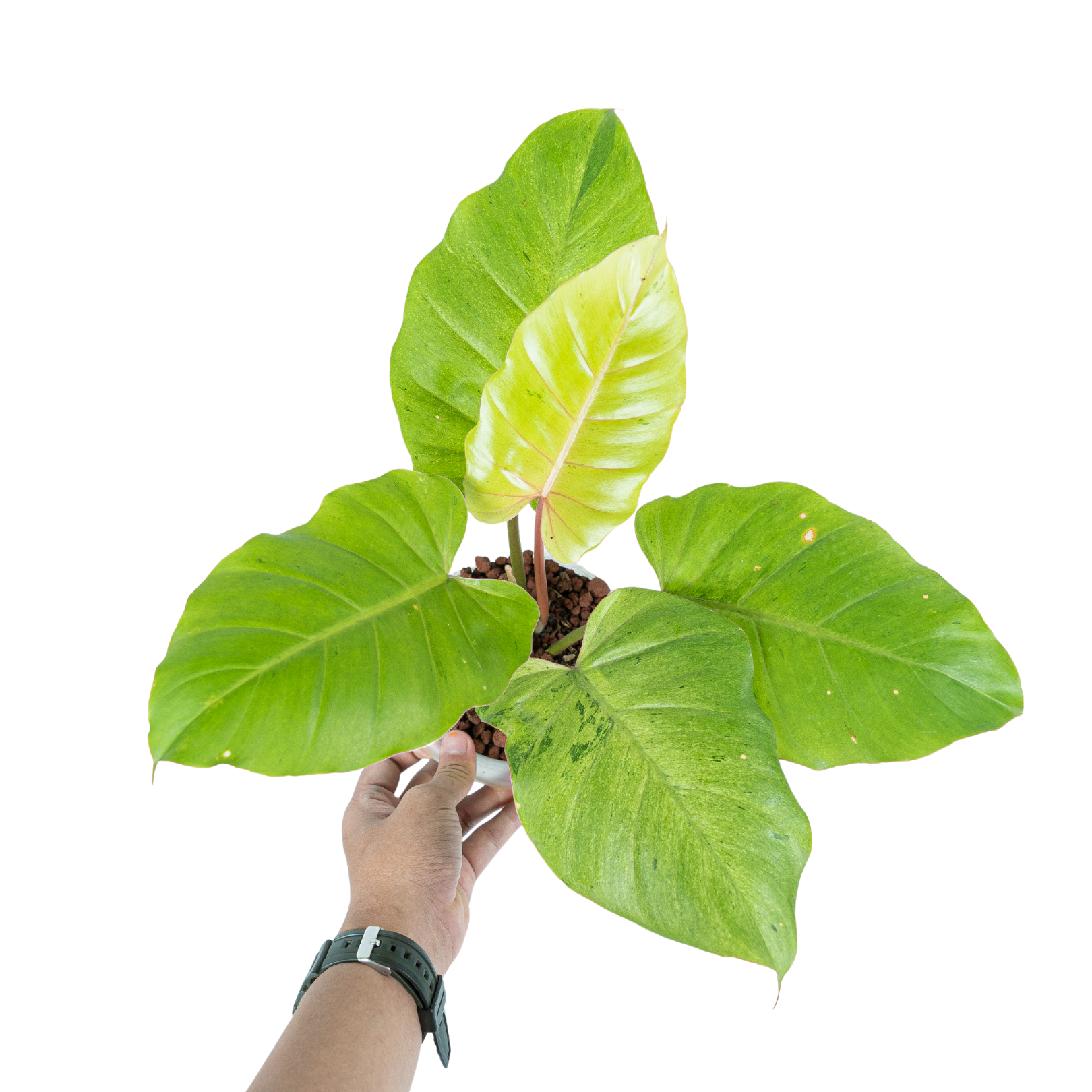 Philodendron Jungle fever variegated