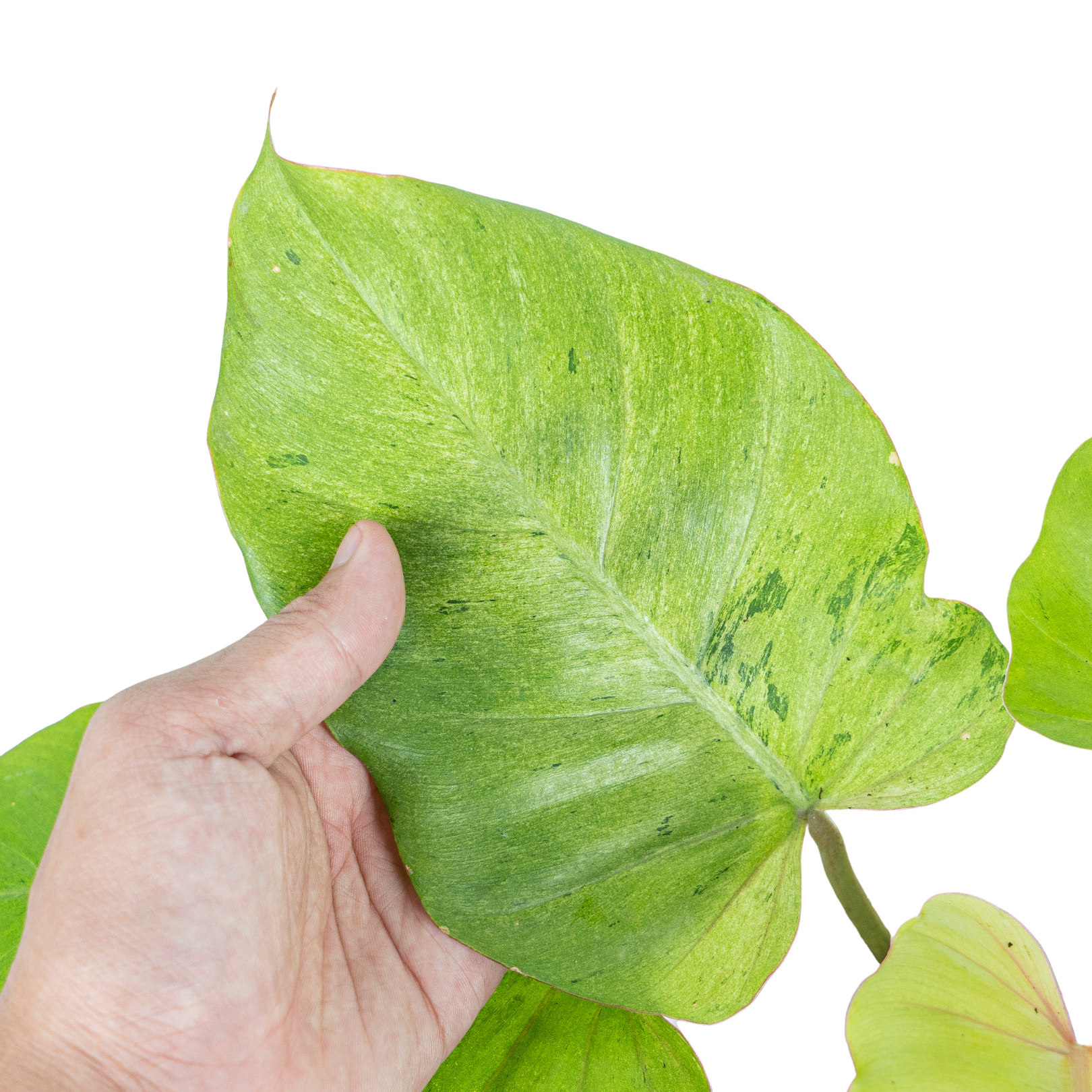 Philodendron Jungle fever variegated