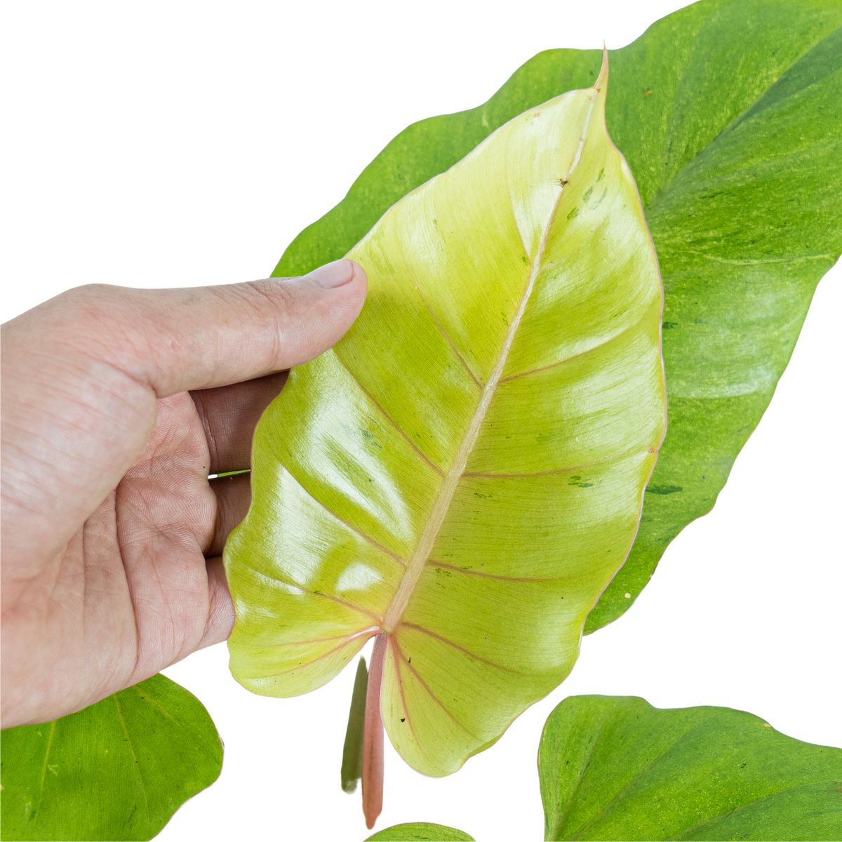 Philodendron Jungle fever variegated