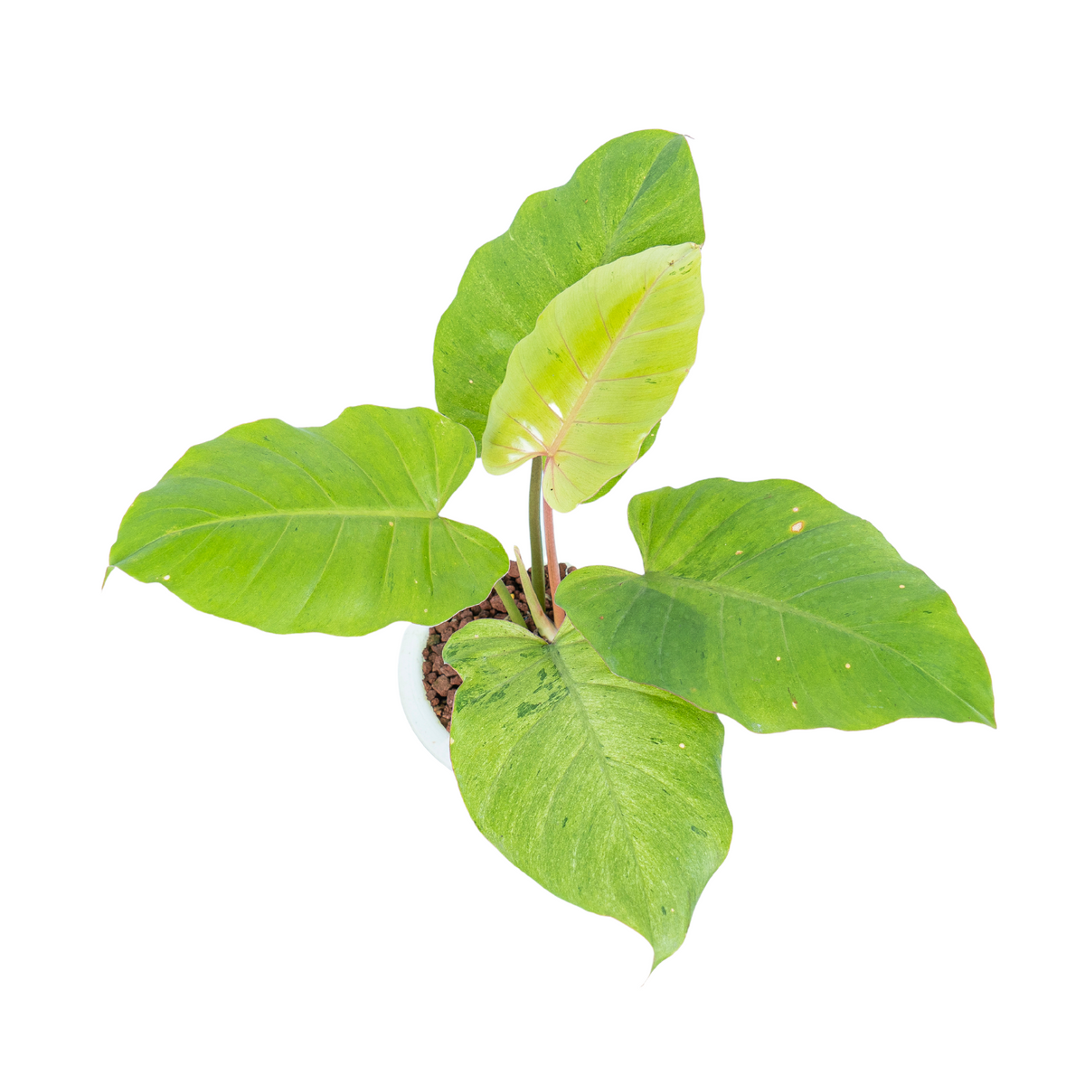 Philodendron Jungle fever variegated