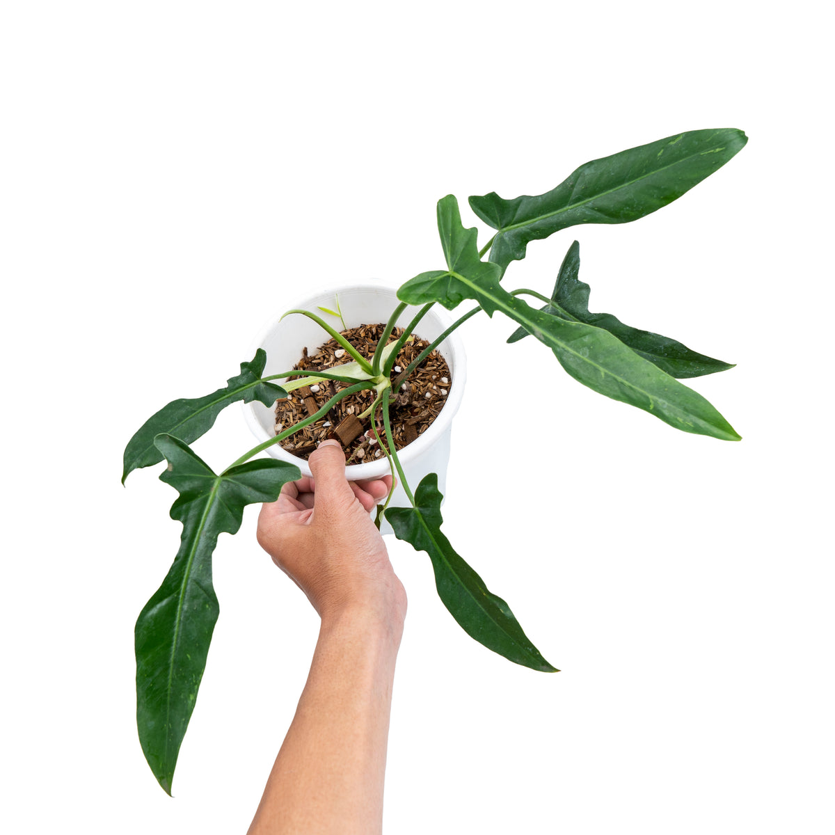 Philodendron Longilobatum