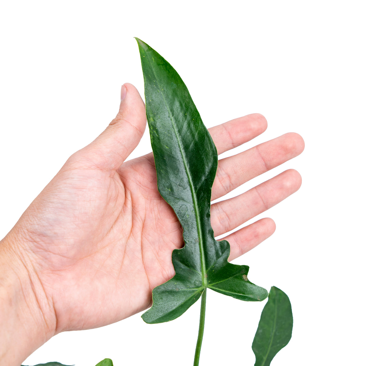 Philodendron Longilobatum