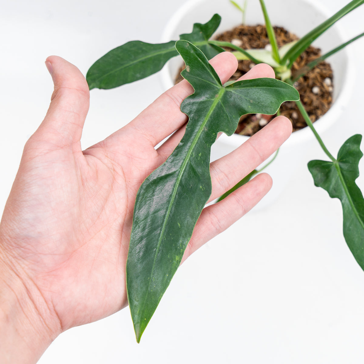 Philodendron Longilobatum