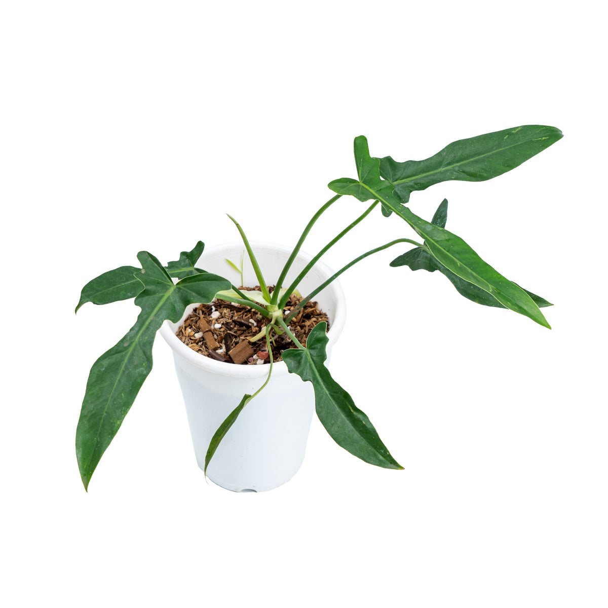 Philodendron Longilobatum
