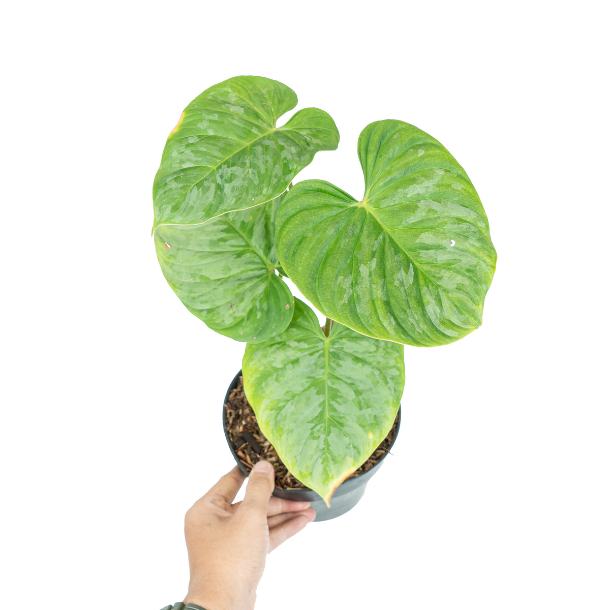 Philodendron Majestic ( Sodiroi x Verrucosum )
