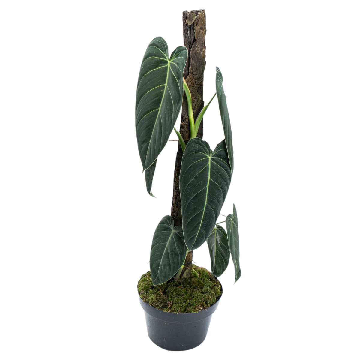 Philodendron Melanochrysum