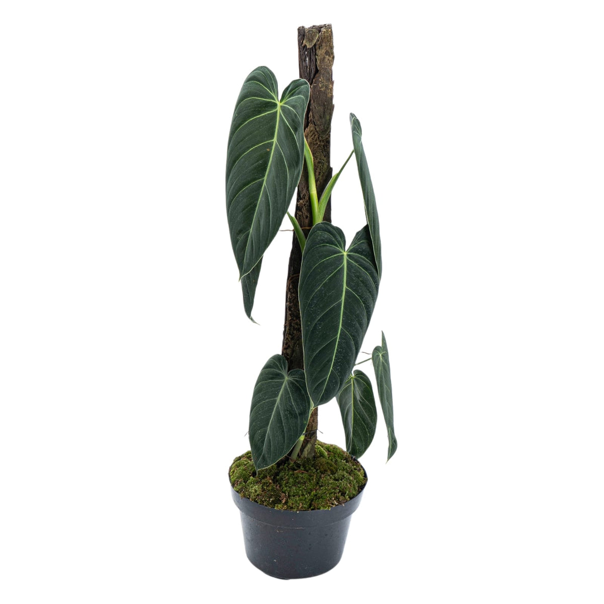 Philodendron Melanochrysum