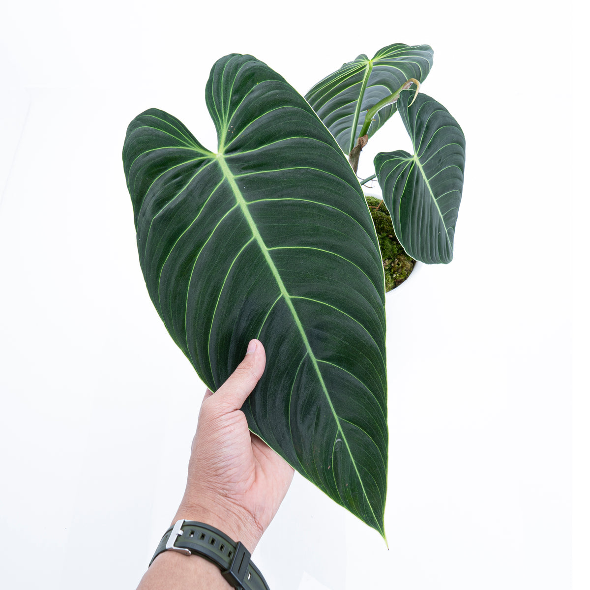 Philodendron Melanochrysum